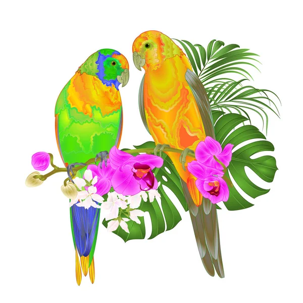 Sun Conure Perroquets Oiseaux Tropicaux Debout Sur Une Orchidée Pourpre — Image vectorielle