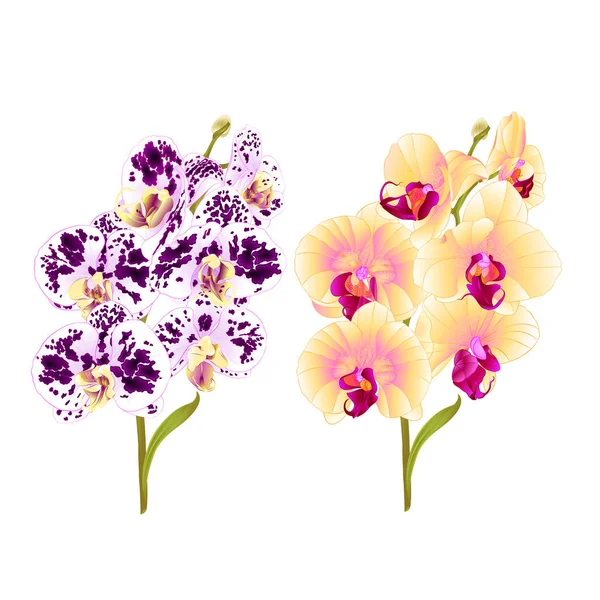 Ramos Orquídea Phalaenopsis Amarelo Manchado Roxo Branco Flores Folhas Plantas — Vetor de Stock