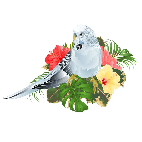 Budgerigar Perico Mascota Azul Hibisco Sobre Fondo Tropical Vintage Vector — Archivo Imágenes Vectoriales