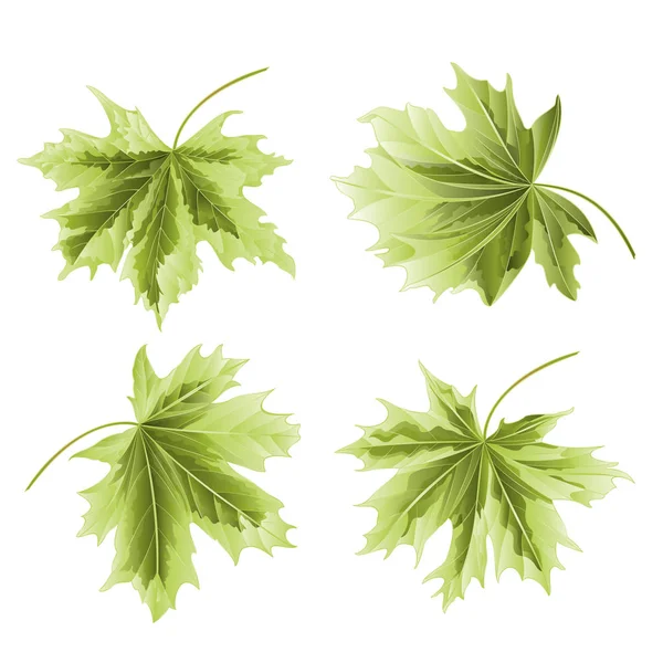 Vier Gekleurde Bladeren Maple Groene Achtergrond Vintage Botanische Vectorillustratie Bewerkbare — Stockvector