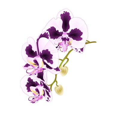 Kök orkide Phalaenopsis noktalar mor ve beyaz çiçekler ve tomurcukları tropik bitkiler üzerinde beyaz arka plan vintage vektör botanik Gösterim amacıyla tasarım düzenlenebilir el çizmek 