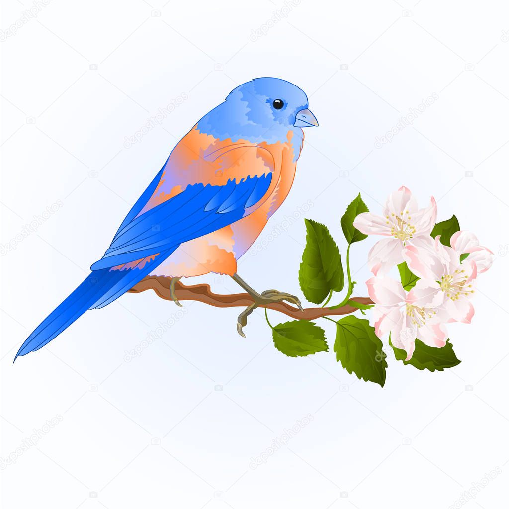 Small thrush Bluebird songbirdon on a apple trre with flowers vintage vector illustration editable hand draw