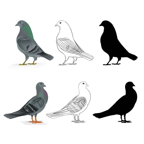 Pigeons Carriers Domestic Breeds Sports Birds Natural Outline Silhouette Vintage — Stock Vector