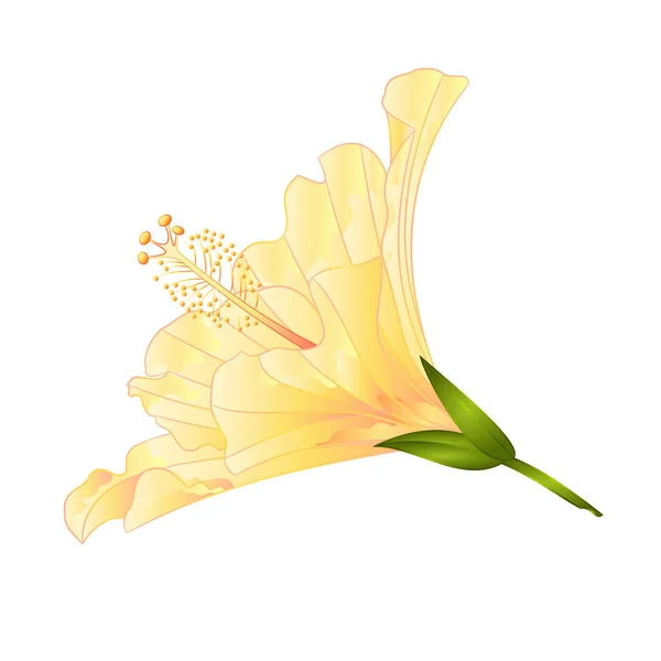 ホワイト バック グラウンド ビンテージ ベクトル図の編集可能な手の黄色い花熱帯植物ハイビスカスを描く — ストックベクタ