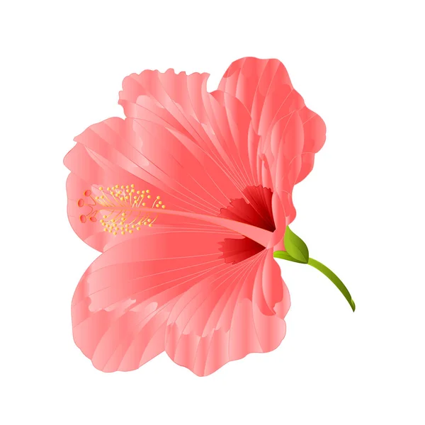 Bloem Tropisch Plant Hibiscus Roze Een Witte Achtergrond Vintage Vector — Stockvector