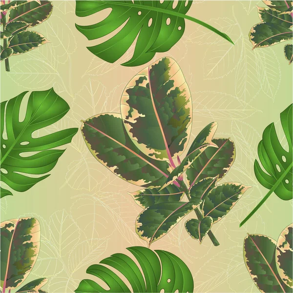 Textura Sem Costura Ficus Elastica Ruby Ramo Folhas Coloridas Philodendron — Vetor de Stock