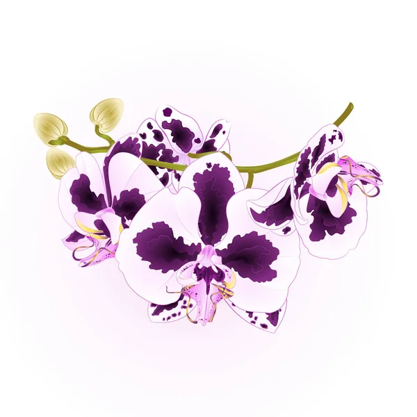 Orquídea Ramo Flores Manchas Roxo Branco Phalaenopsis Planta Tropical Tronco — Vetor de Stock