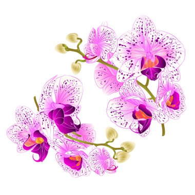 Phalaenopsis tropikal bitki beyaz bir arka plan üzerinde iki vintage vektör botanik çizim tasarım el çizmek için ayarla dal orkide mor ve beyaz çiçekler 