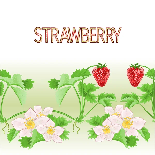 边框无缝背景草莓花叶健康饮食矢量插图用于室内设计 艺术品 — 图库矢量图片
