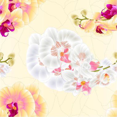 Sorunsuz doku kök orkide sarı ve beyaz çiçekler Phalaenopsis tropikal bitki vintage vektör botanik çizim tasarım el çizmek için 