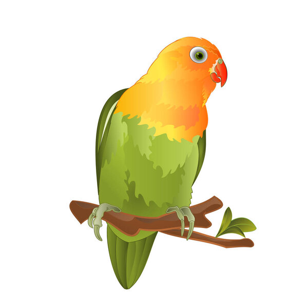 Parrot Agapornis lovebird tropical bird  standing on a branch on a white background vector illustration editable hand draw