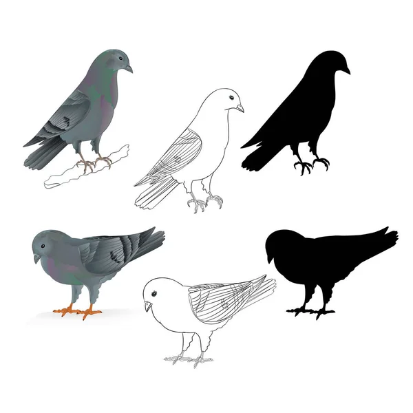Pigeons Carriers Domestic Breeds Sports Birds Natural Outline Silhouette Vintage — Stock Vector