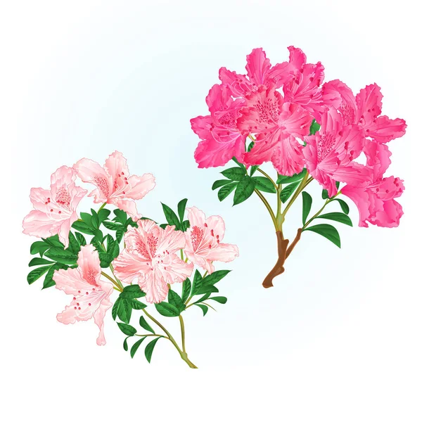 枝ピンクのシャクナゲ山低木で白い背景に設定 ビンテージ ベクトル図編集手描花 — ストックベクタ