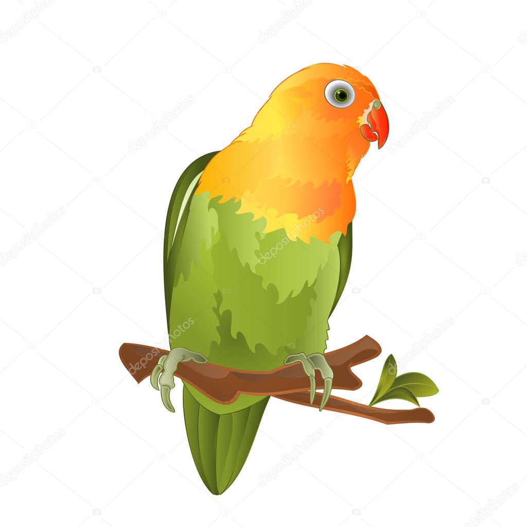 Parrot Agapornis lovebird tropical bird  standing on a branch on a white background vector illustration editable hand draw