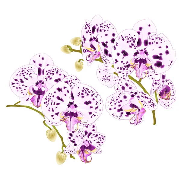 Oddziałów Storczyki Kropkami Purpurowe Białe Kwiaty Phalaenopsis Roślina Tropikalny Białym — Wektor stockowy