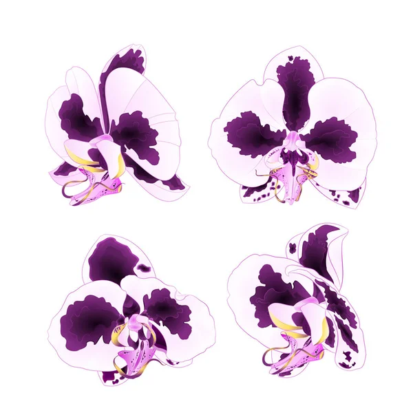 Orchidées Phalaenopsis Avec Des Taches Pourpre Blanc Gros Plan Belle — Image vectorielle