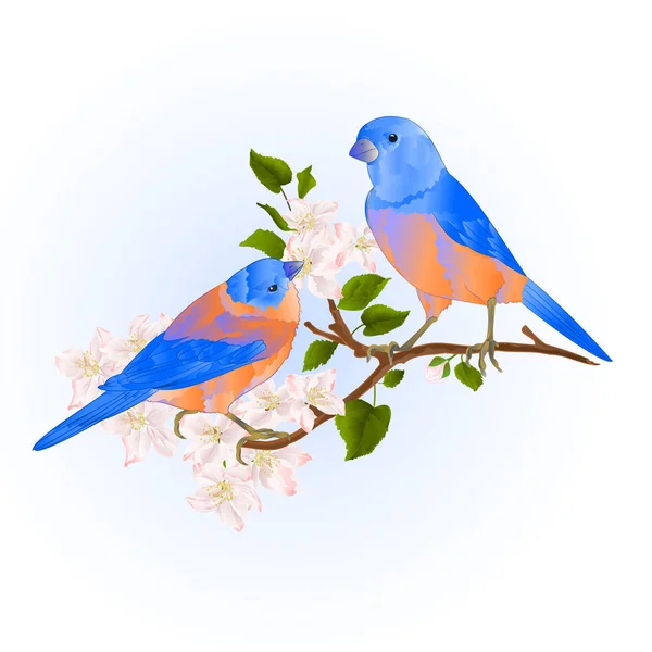 蓝鸟画眉小 Songbirdons 苹果树枝花复古矢量插图可编辑手绘手画 — 图库矢量图片