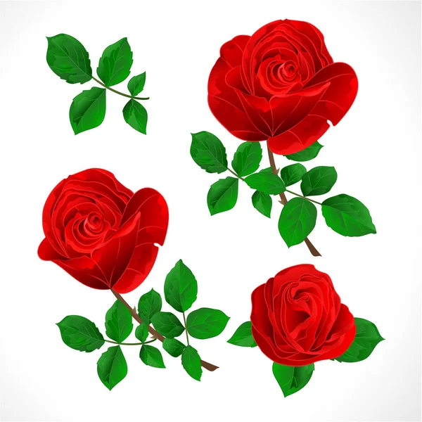 Μπουμπούκια Κόκκινα Τριαντάφυλλα Φύλλα Vintage Λευκό Φόντο Οριστεί Τρεις Εικονογράφηση — Διανυσματικό Αρχείο
