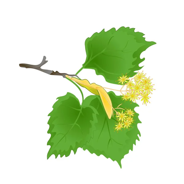 Tvig Tilia Linden Branch Leaves Linden Flowers Vintage White Background — Stock Vector