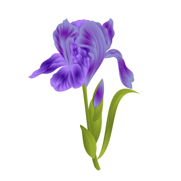 Flower Violet Iris Leaves Colored Sketch Isolated White Background Vintage — Stock Vector