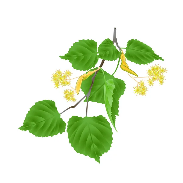 Tilia Linden Tvig Com Folhas Com Flores Tília Sobre Fundo —  Vetores de Stock