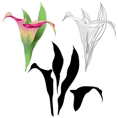 Calla lily pembe çiçekler ve çok yıllık otsu süs bitkileri doğal bırakır ve düzenlenebilir el çizmek illüstrasyon anahat ve beyaz arka plan eski bir siluet vektör