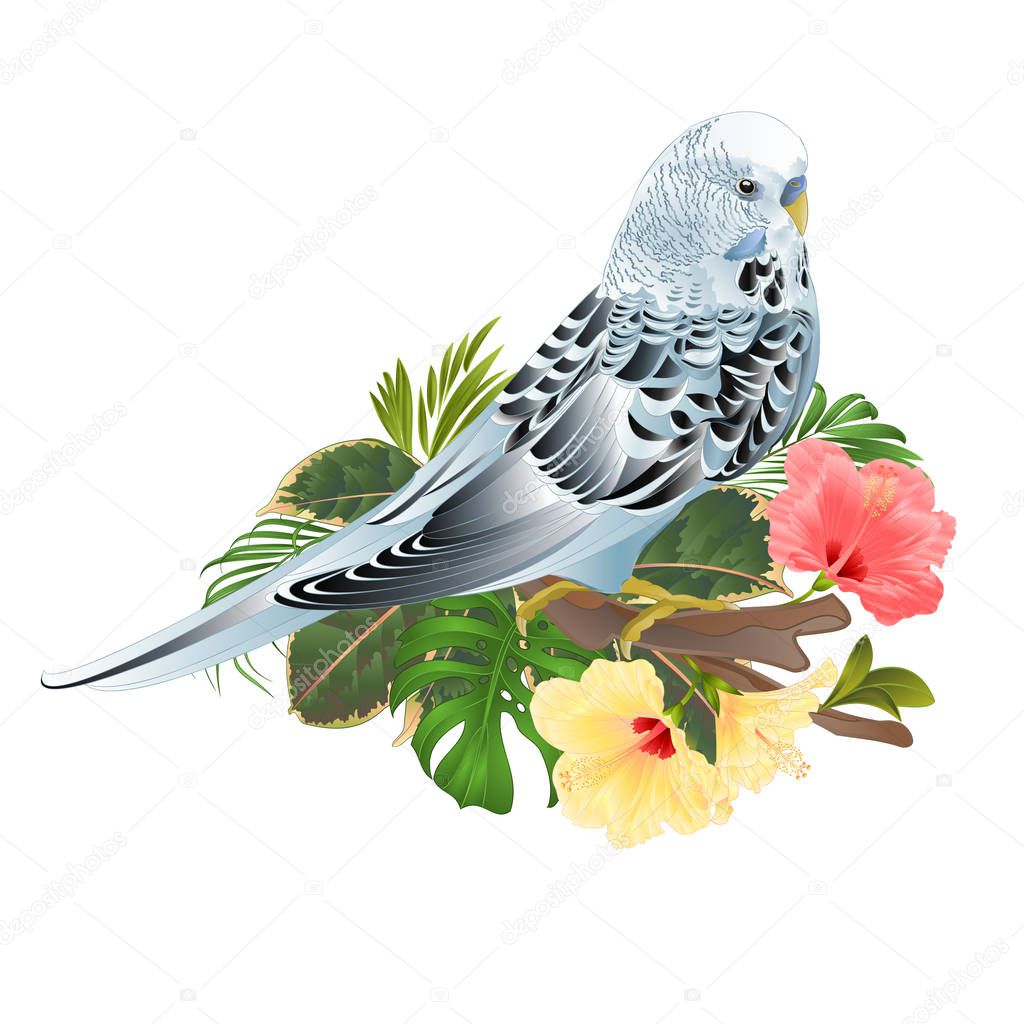Budgerigar, home pet ,blue pet parakeet  on a branch bouquet with tropical flowers hibiscus, palm,philodendron on a white background vintage vector illustration editable hand draw