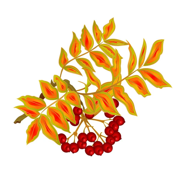 Autumn Branch Rowan Leaves Berries Summer Theme Isolated White Vintage — Stock Vector