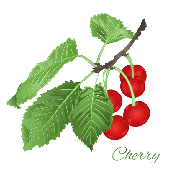 Feuilles Baies Cerisier Fleurs Fruit Saine Alimentation Vintage Vecteur Illustration — Image vectorielle