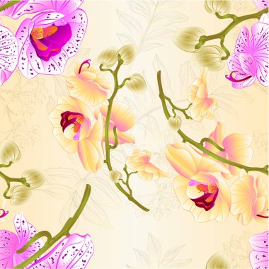 Kök güzel sarı ve mor ve beyaz orkide Phalaenopsis vintage vektör çizim düzenlenebilir el çizmek 