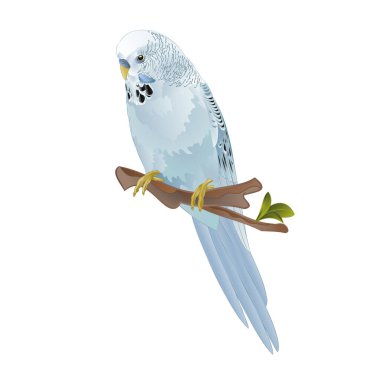 Bird Budgerigar, blue pet parakeet  or budgie or shell parakeet home pet on a white background vintage vector illustration editable hand draw clipart