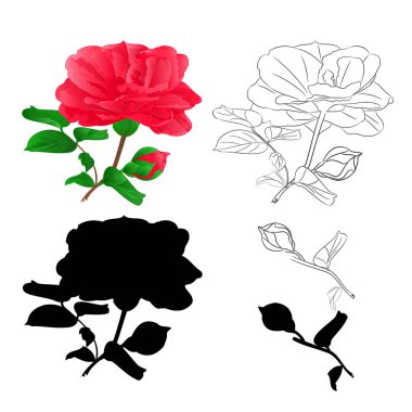 Çiçek tomurcukları doğal anahat ve siluet vintage bir beyaz arka plan vektör botanik örnek düzenlenebilir ele çekin üzerinde ile Camellia Japonica kök
