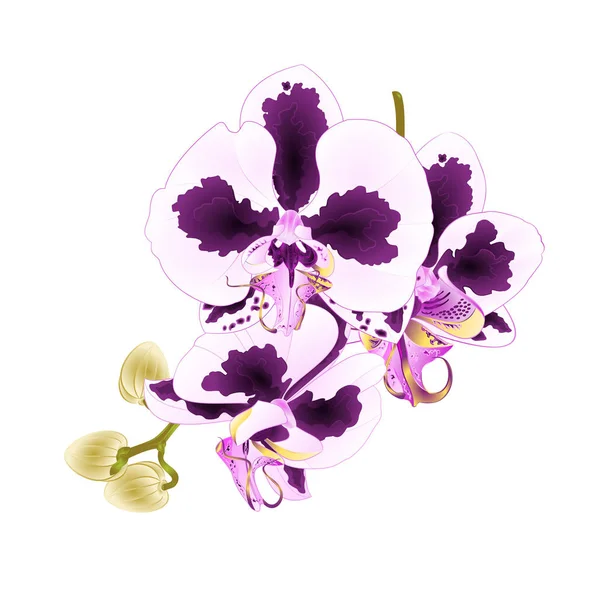 Phalaenopsis Orchid Com Flores Roxas Brancas Haste Dos Pontos Buds — Vetor de Stock