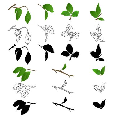 Yaprakları doğal anahat ve yapısı üzerinde bir beyaz arka plan vintage vektör botanik örnek düzenlenebilir el çizmek ile leylak çırpı 