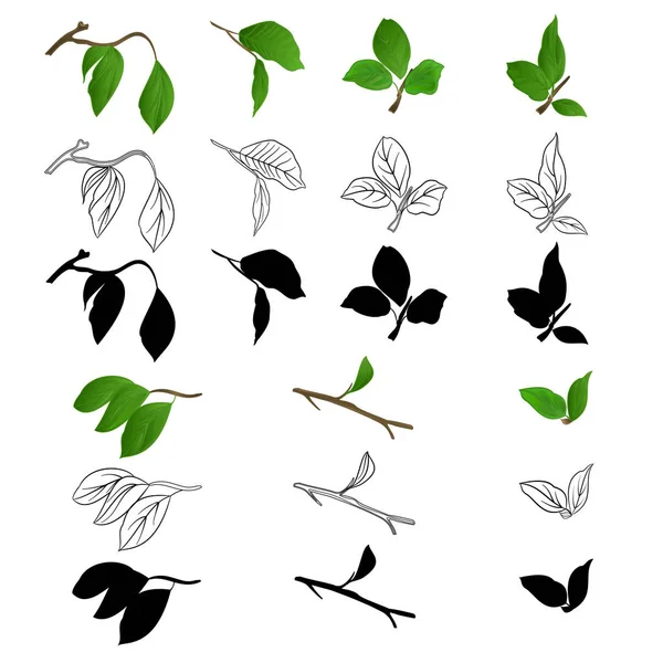 Yaprakları doğal anahat ve yapısı üzerinde bir beyaz arka plan vintage vektör botanik örnek düzenlenebilir el çizmek ile leylak çırpı 