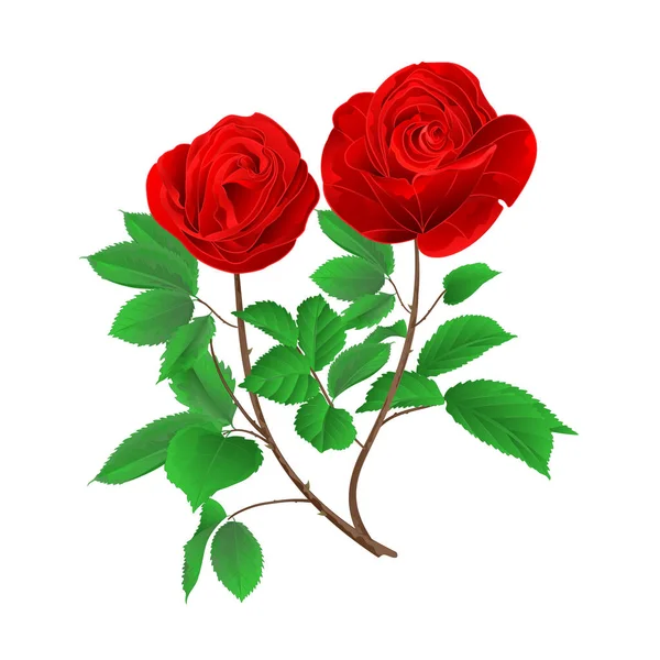 Stammknospen Rote Rosen Mit Blättern Jahrgang Auf Weißem Hintergrund Gesetzt — Stockvektor