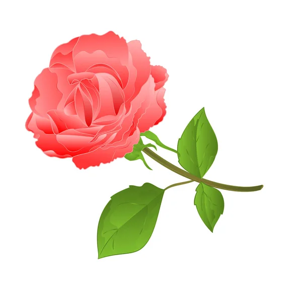 Pink Rose Bud Vintage Egy Fehér Háttér Vektor Illusztráció Szerkeszthető — Stock Vector