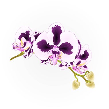 Noktalar Orkide şube Phalaenopsis tropikal bitki kök mor ve beyaz çiçekler ve botanik vintage vektör çizim tasarım el çizmek için tomurcukları 