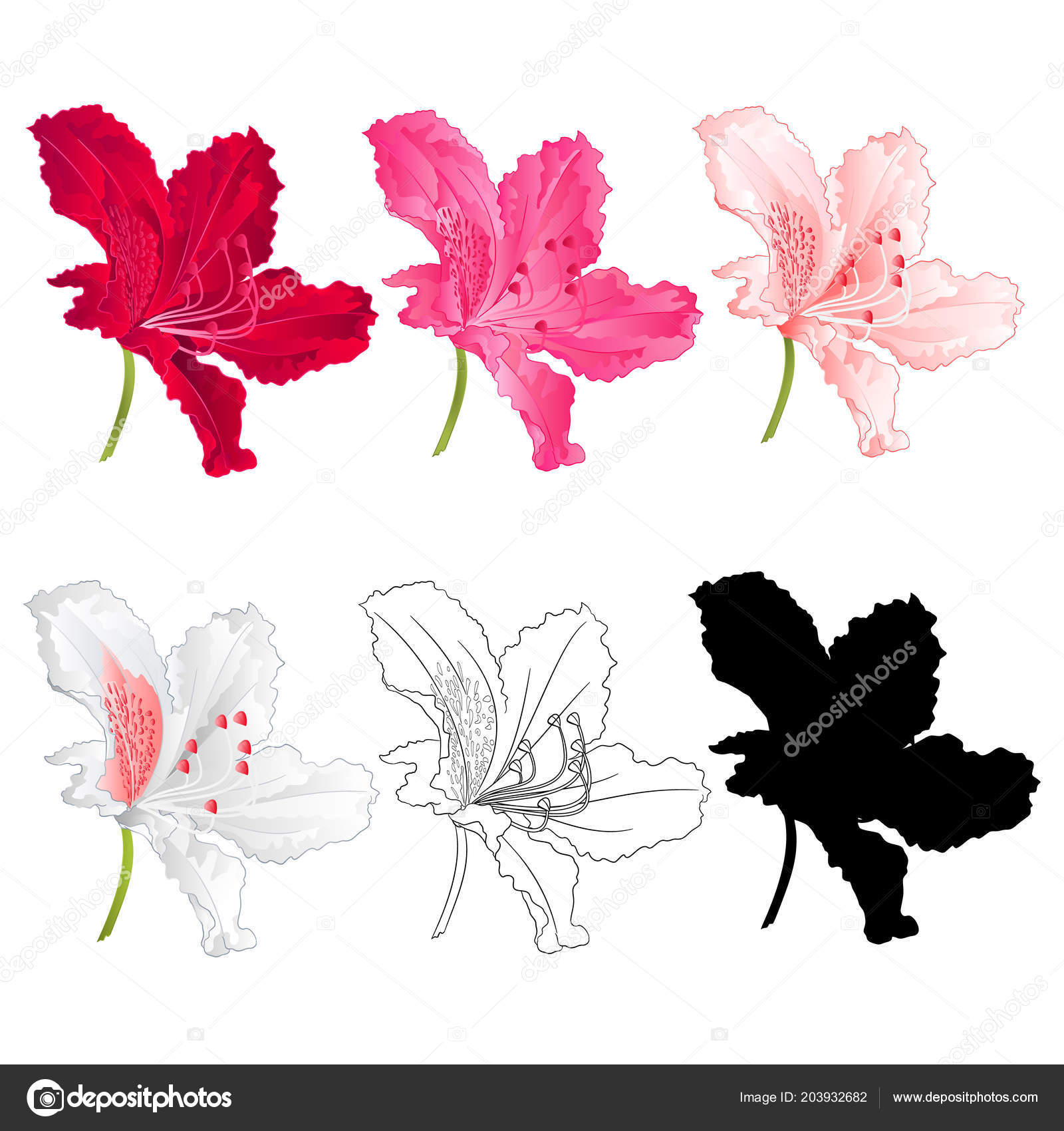 Fleur Rhododendron Montagne Arbuste Rouge Rose Rose Blanc