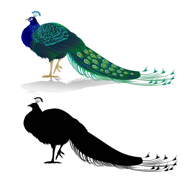 Peacock Skönhet Exotisk Fågel Naturliga Och Siluett Vit Bakgrund Akvarell — Stock vektor