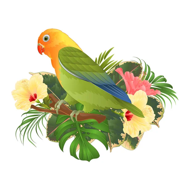 Loro Tortolito Agapornis Pájaro Tropical Pie Sobre Una Rama Hibisco — Archivo Imágenes Vectoriales