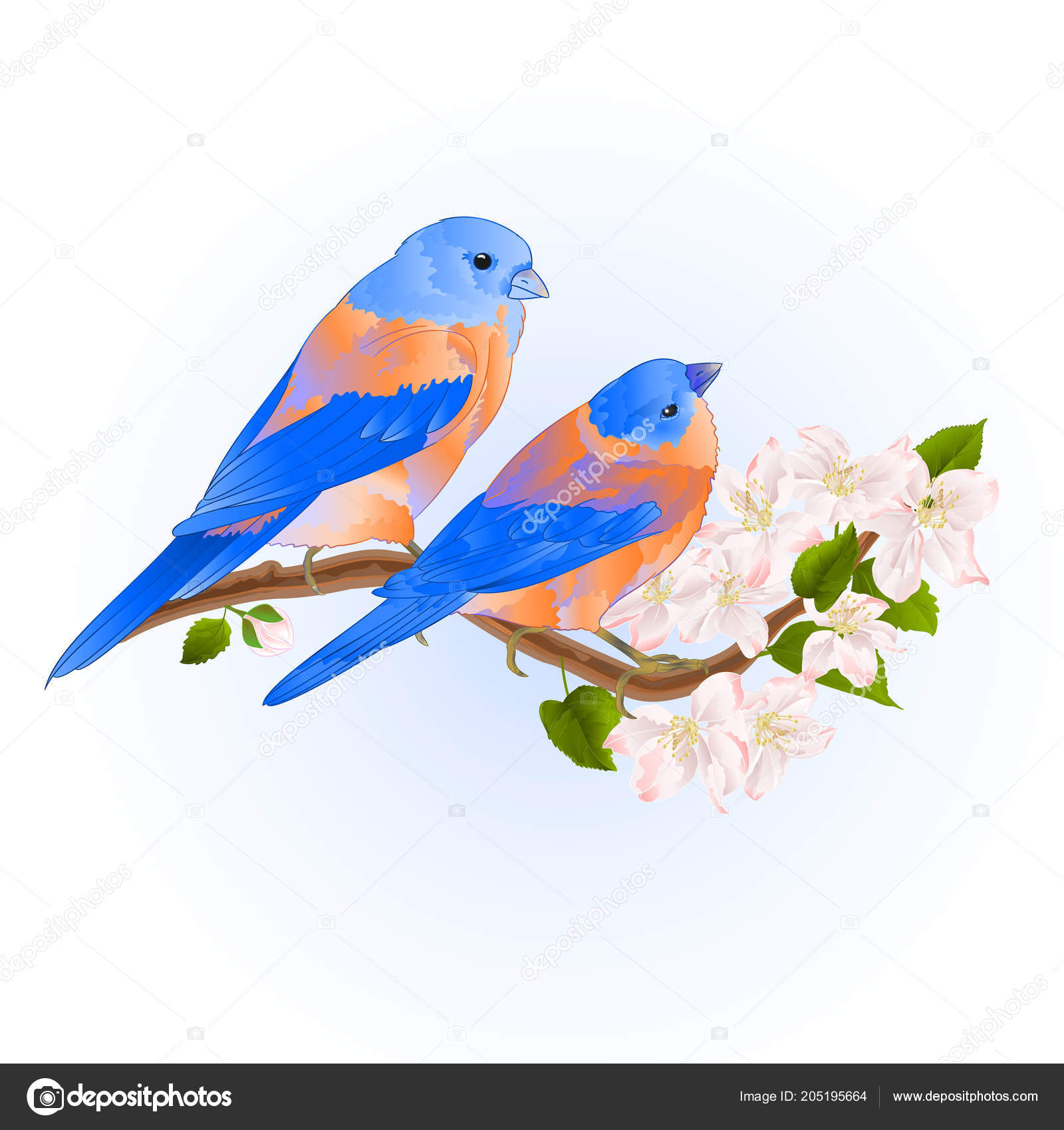 Thrush Small Bluebirds Songbirdons Apple Tree Branch Flowers Vintage