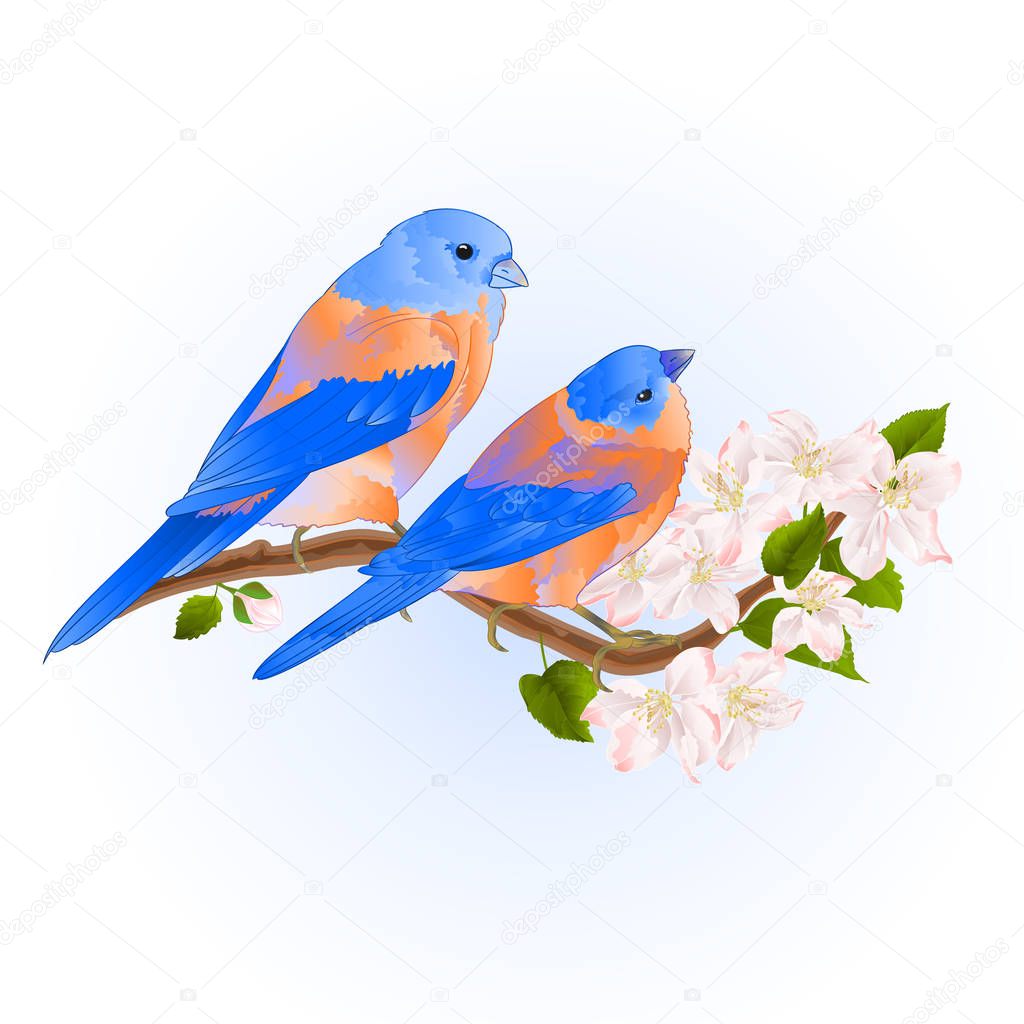 Thrush small Bluebirds  songbirdons on an apple tree branch with flowers vintage vector illustration editable hand draw