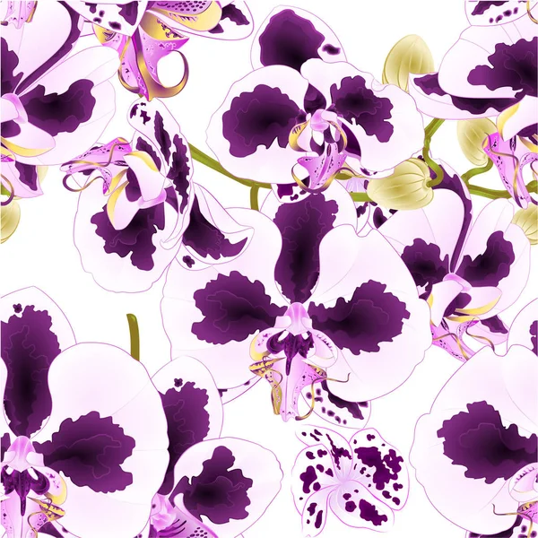Sorunsuz doku orkide Phalaenopsis noktalar ile kök mor ve beyaz çiçekler ve tomurcukları tropik bitkiler üzerinde beyaz arka plan vintage vektör botanik Gösterim amacıyla tasarım düzenlenebilir el çizmek 