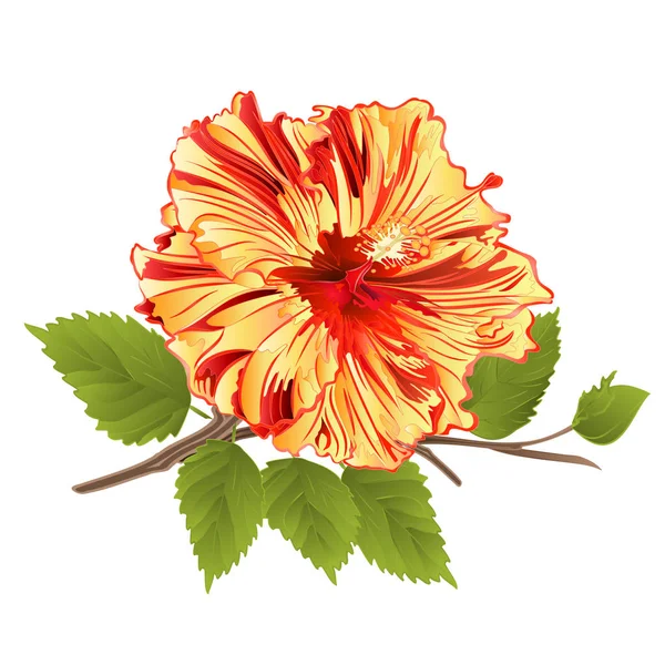 Flor Planta Tropical Hibisco Amarillo Sobre Fondo Blanco Vintage Vector — Vector de stock