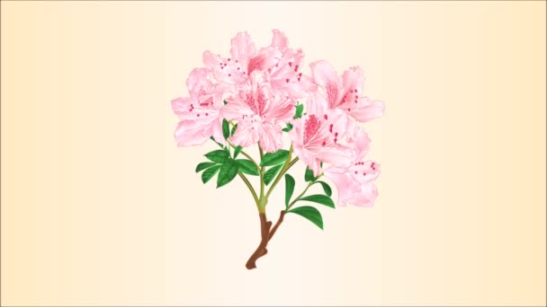 Animação Vídeo Sem Costura Loop Rosa Rhododendron Ramo Flores Folhas — Vídeo de Stock