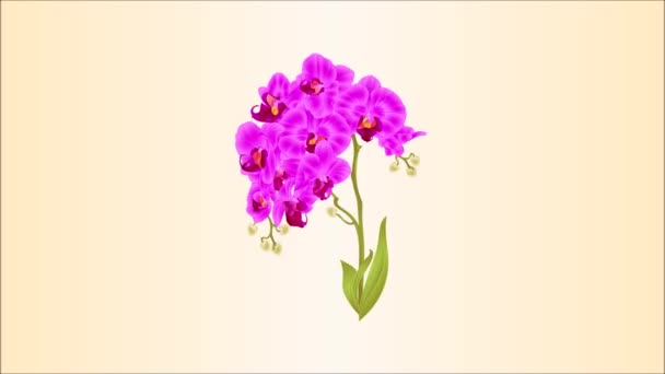 Video Animación Sin Costuras Rama Orquídea Phalaenopsis Púrpura Flores Hojas — Vídeos de Stock