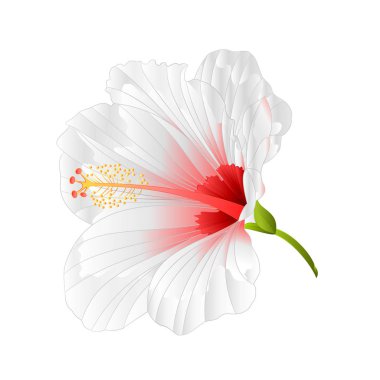 Çiçek tropikal bitki hibiscus beyaz arka plan vintage vektör çizim düzenlenebilir yandan beyaz çizmek 