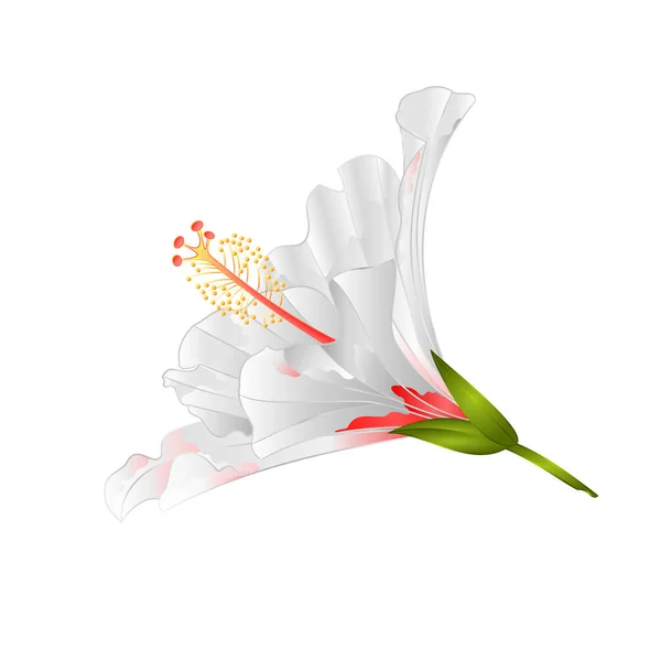 Flor Blanca Planta Tropical Hibisco Sobre Fondo Blanco Vintage Vector — Archivo Imágenes Vectoriales