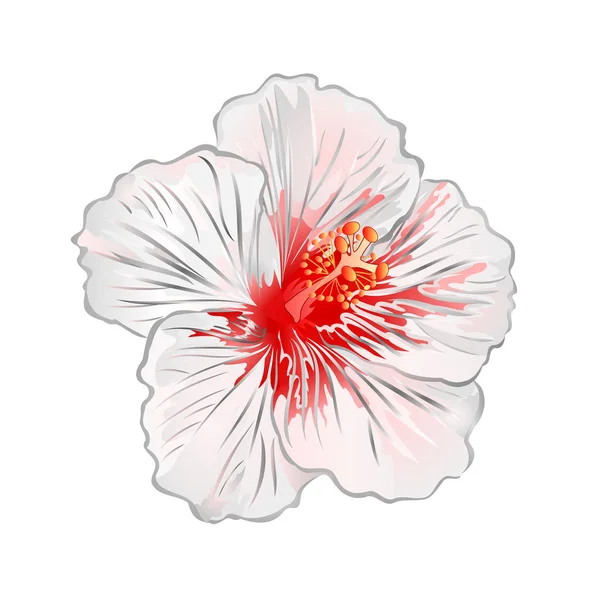 Hibiscus Flor Branca Planta Tropical Fundo Branco Vetor Vintage Ilustração — Vetor de Stock